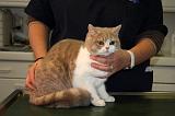 BRITISH SHORTHAIR - AUSCULTATION 003